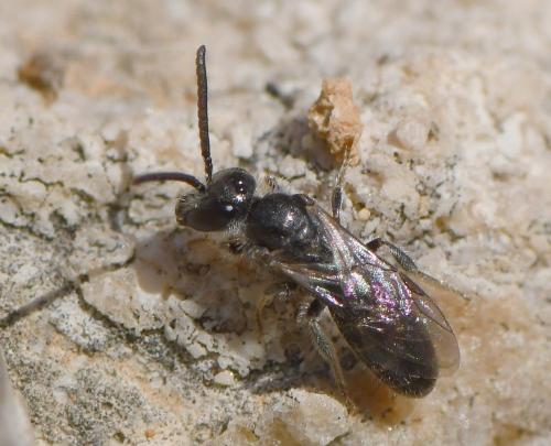 Lasioglossum sp.